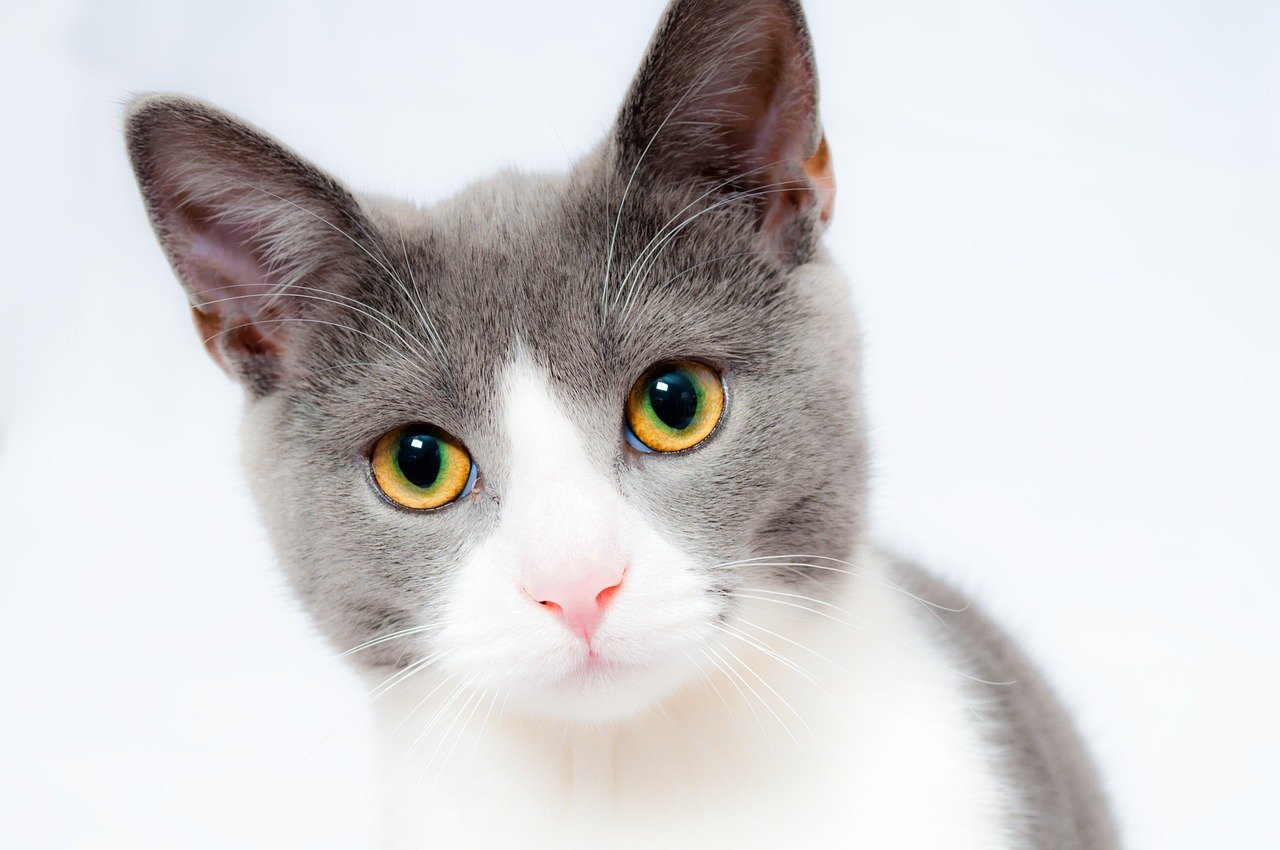 Cats - As a pet