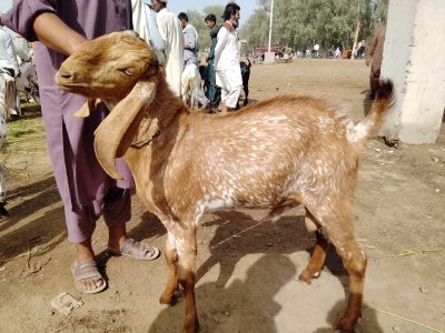Bakra
