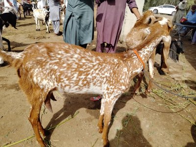 bakri