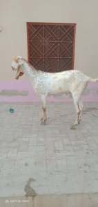 Makkhi chena bakra