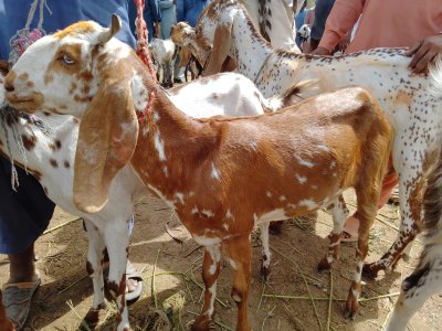 Desi mix bakri