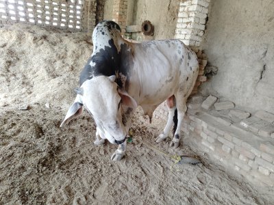 Desi pure cholistani