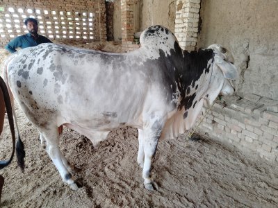 Desi pure cholistani