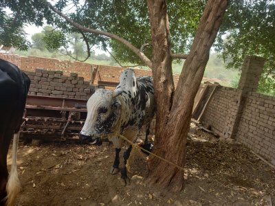 Colistani 7 man ka bachara