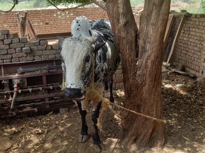 Colistani 7 man ka bachara