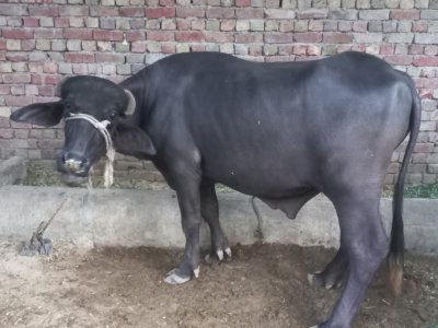 Janwar Available for Qurbani and Hissa - Talha Aqeel