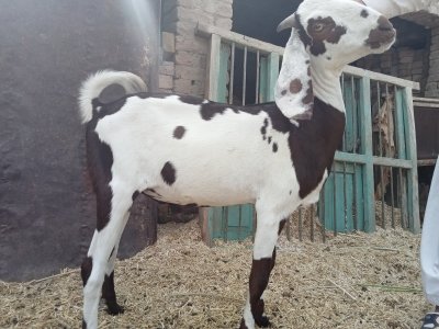 Teddy bakra  .  2 dant