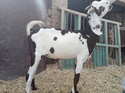 Teddy bakra  .  2 dant