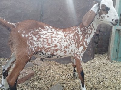 Teddy bakra  .  2 dant  weight 20kg