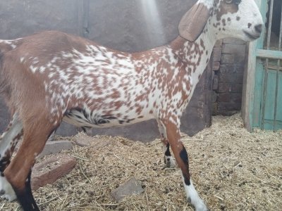 Teddy bakra  .  2 dant  weight 20kg