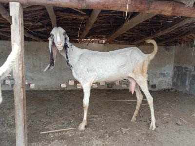 Rajanpor goat