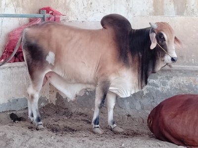 Desi bachra 5 Man (2 Dant)