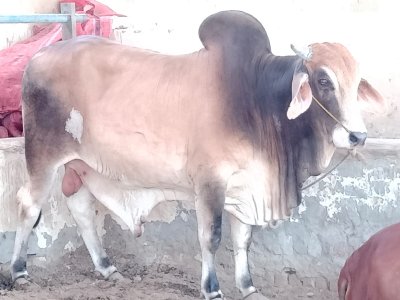 Desi bachra 5 Man (2 Dant)