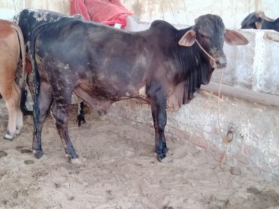 Desi Bachra 3 man (2 dant)