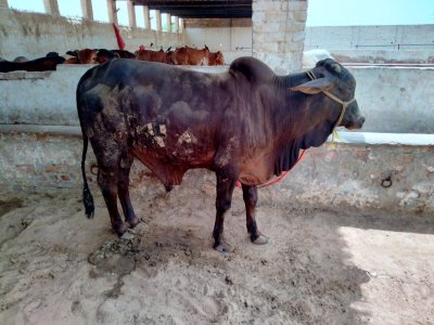 Desi Bachra 3 man (2 dant)