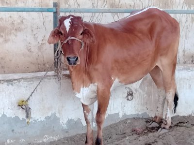 Desi Bachra 2.5 man (2 dant)