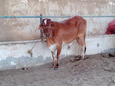 Desi Bachra 2.5 man (2 dant)