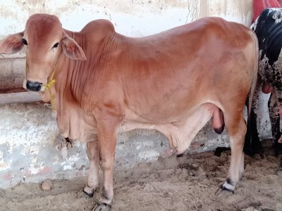 Desi Bachra 3.2 man (2 dant)