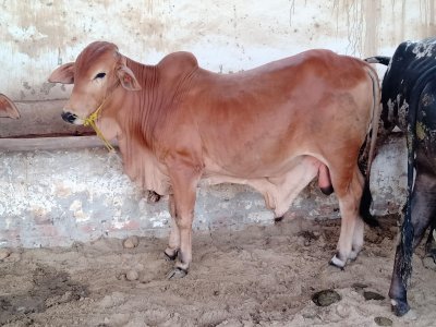 Desi Bachra 3.2 man (2 dant)