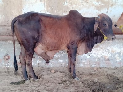 Desi Bachra 3 man (2 dant)