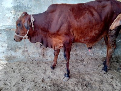 Desi Bachra 2.5 man (2 dant)