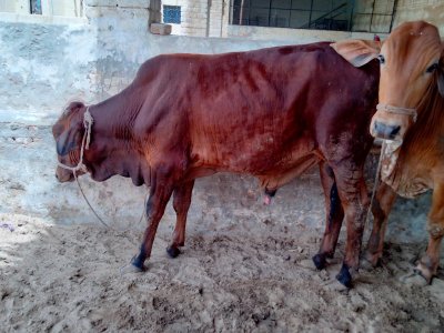 Desi Bachra 2.5 man (2 dant)