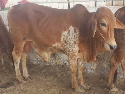 Desi Bachra 2.8man (2 dant)