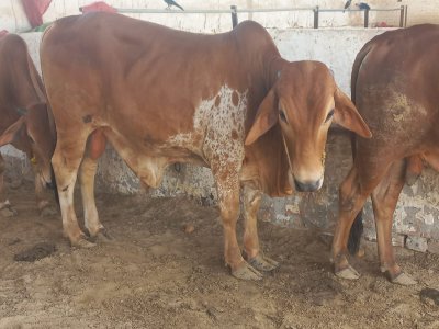 Desi Bachra 2.8man (2 dant)