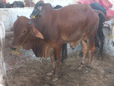 Desi Bachra 3 man (2 dant)