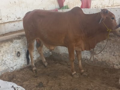 Desi Bachra 3 man (2 dant)