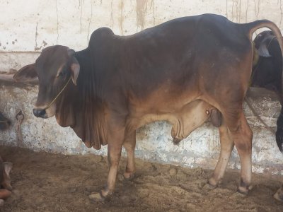 Desi Bachra 2.8man (2 dant)