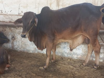 Desi Bachra 2.8man (2 dant)