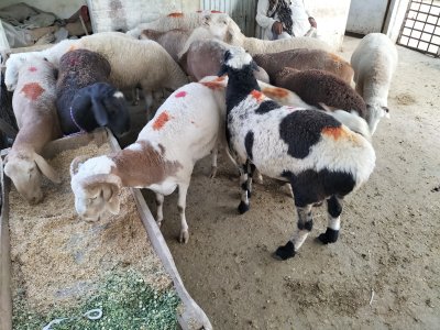 Turkey Dumbay and Mainday