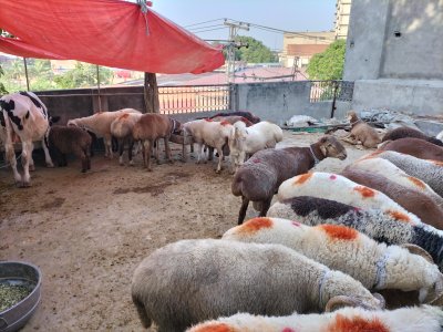 Turkey Dumbay and Mainday