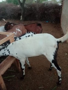 Bakra Desi  35 KG