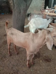 Desi bakra 32kg