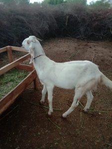 desi bakra 33kg