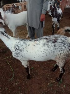 Desi bakra 37 kg