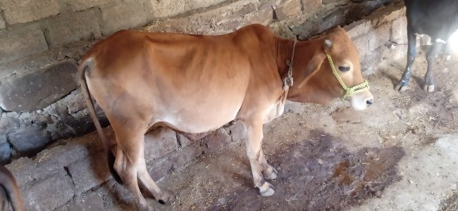 4 desi bichray for sale