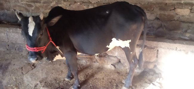 4 desi bichray for sale