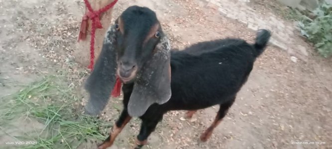 This goat is the world smallest bakra .will be sale out in the market by making new record world smaleest teddy lela