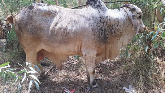 Cholistni Red brown Makhi chena for sale 300,000 (final)