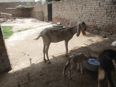 Rajanpori Goat with  one month male baby