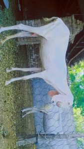 Rajanpori Goat with  one month male baby