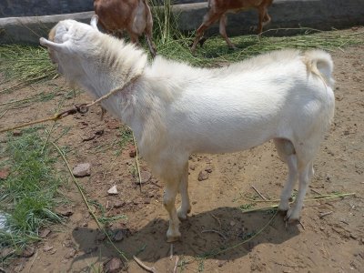 White Bakra