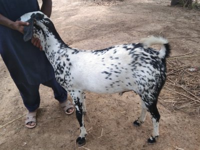 Bakra 50kg