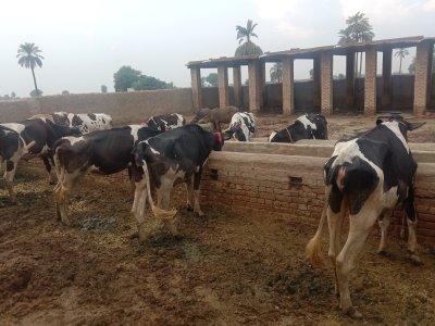 10 Australian Cows available for sale in 15 lakh