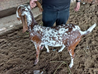 Desi Bakri - Rs. 1100 per Kilo