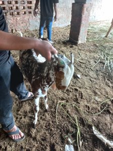 Desi Bakri - Rs. 1100 per Kilo