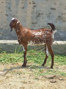 Rs: 1100 per Kg Goats Available for sale